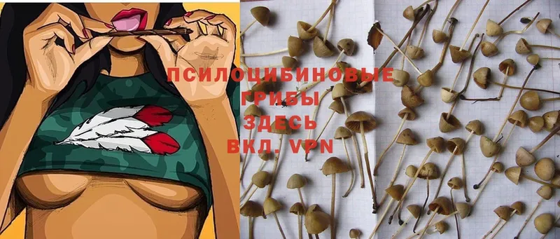 Галлюциногенные грибы MAGIC MUSHROOMS  цены   Тавда 